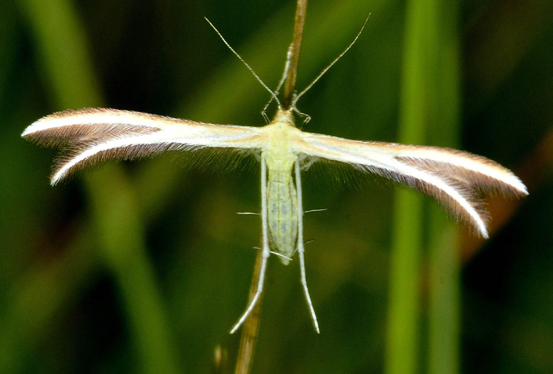 Altre specie da Manziana e dintorni